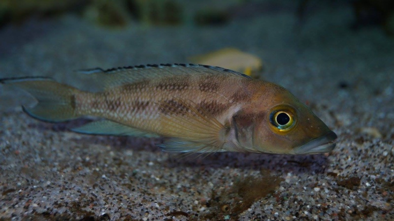 Neolamprologus furcifer